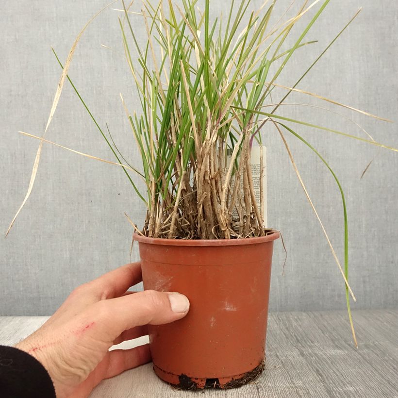 Sesleria argentea Maceta 1L/1,5L Ejemplar entregado en la primavera