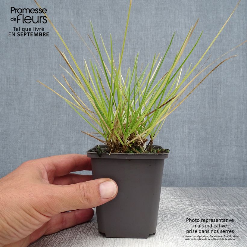 Ejemplar de Sesleria autumnalis Maceta de 8/9 cm entregado en verano