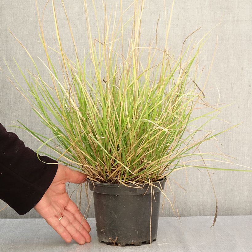 Ejemplar de Sesleria autumnalis Maceta 2L/3L entregado en otoño