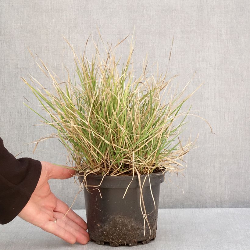 Sesleria autumnalis Maceta 2L/3L Ejemplar entregado en invierno