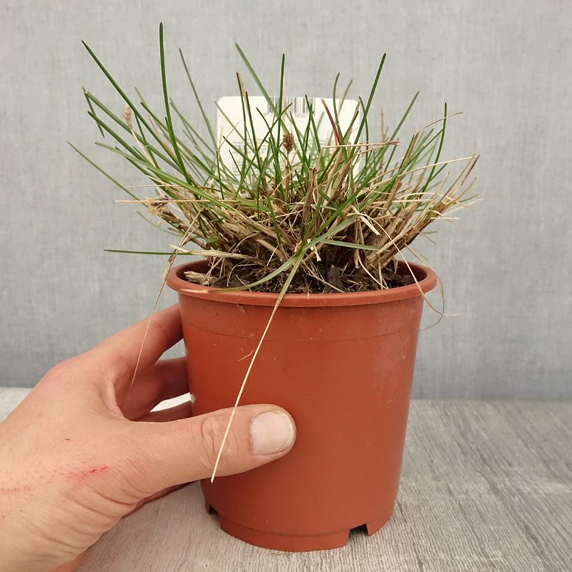 Sesleria caerulea Maceta 1L/1,5L Ejemplar entregado en la primavera