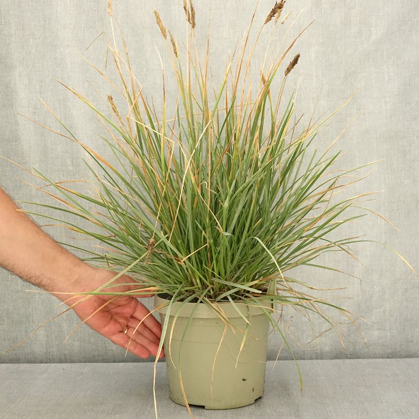 Ejemplar de Sesleria heufleriana Blue Porcupine Maceta 3L/4L entregado en verano