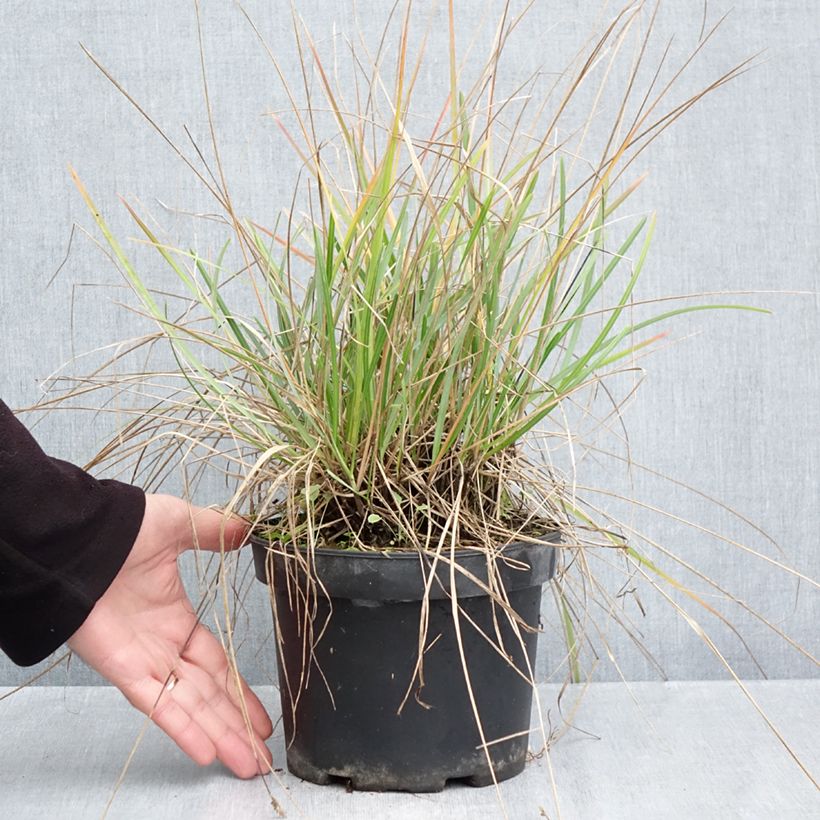 Ejemplar de Sesleria heufleriana Maceta 2L/3L entregado en otoño
