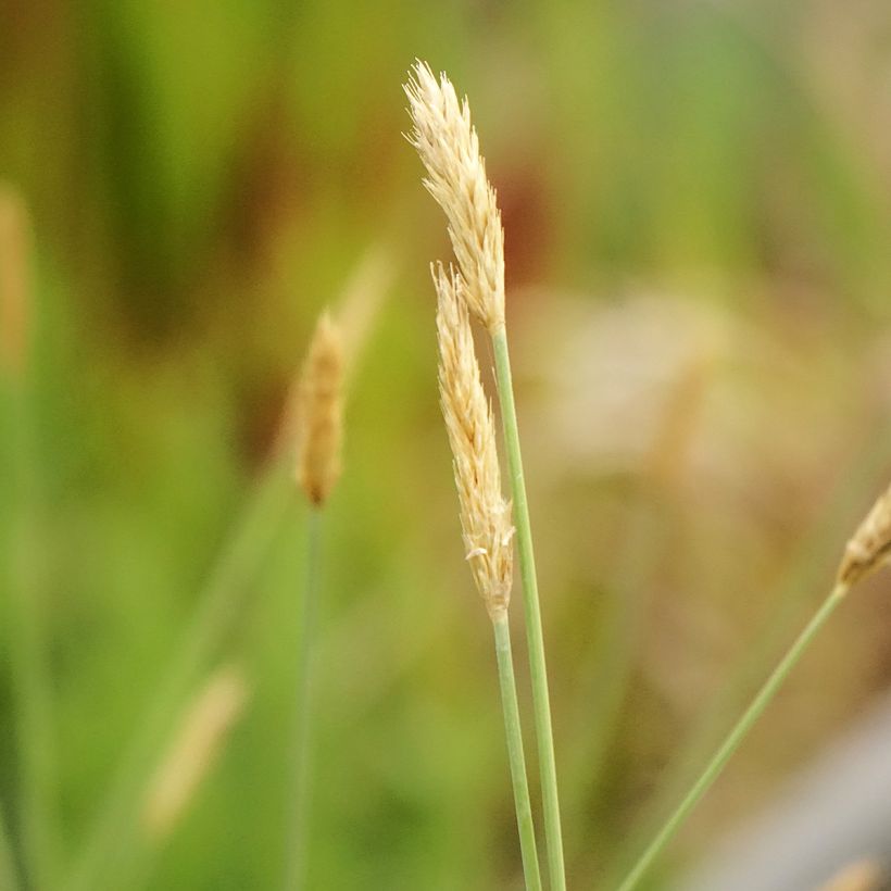 Sesleria nitida (Floración)
