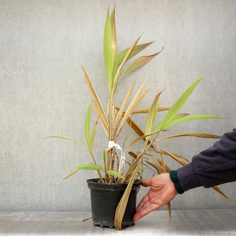Ejemplar de Setaria palmifolia - Cola de zorro Maceta 2L/3L entregado en otoño