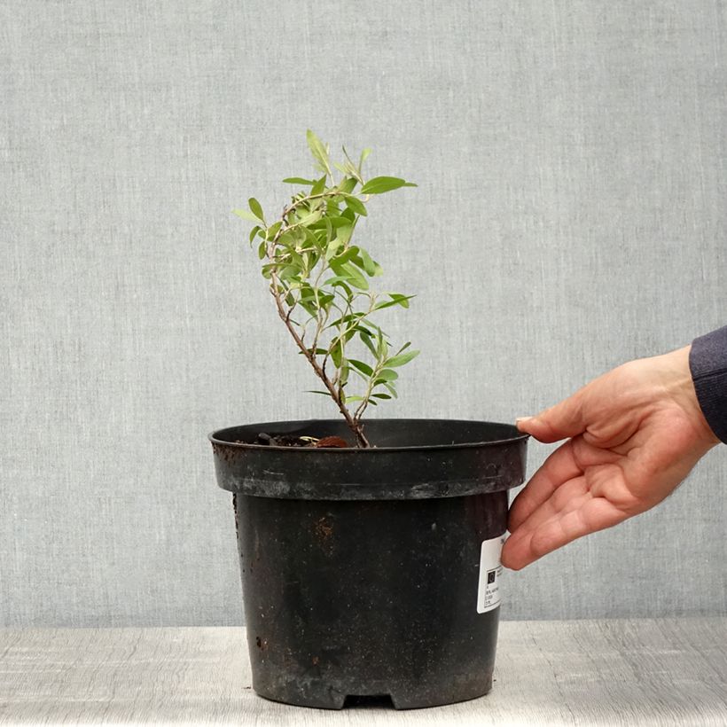 Búfalo plateado - Shepherdia argentea Maceta 3L/4L Ejemplar entregado en la primavera