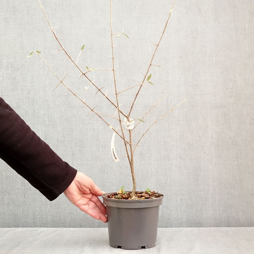 Ejemplar de Búfalo plateado - Shepherdia argentea Maceta 3L/4L entregado en otoño