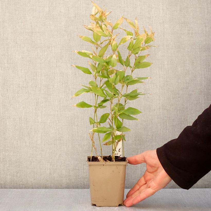 Shibataea kumasaca Maceta de 8/9 cm Ejemplar entregado en la primavera