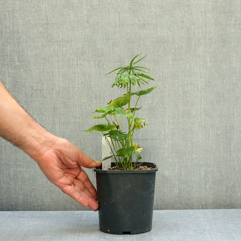 Ejemplar de Sidalcea oregana Brilliant Maceta 2L/3L entregado en otoño