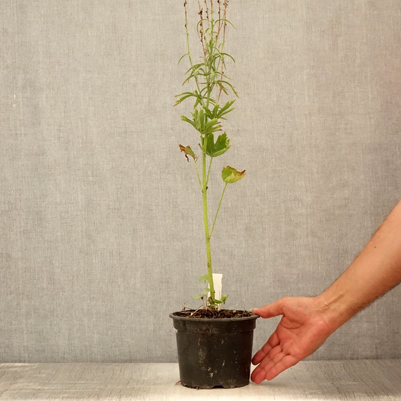 Ejemplar de Sidalcea oregana Brilliant Maceta 2L/3L entregado en verano