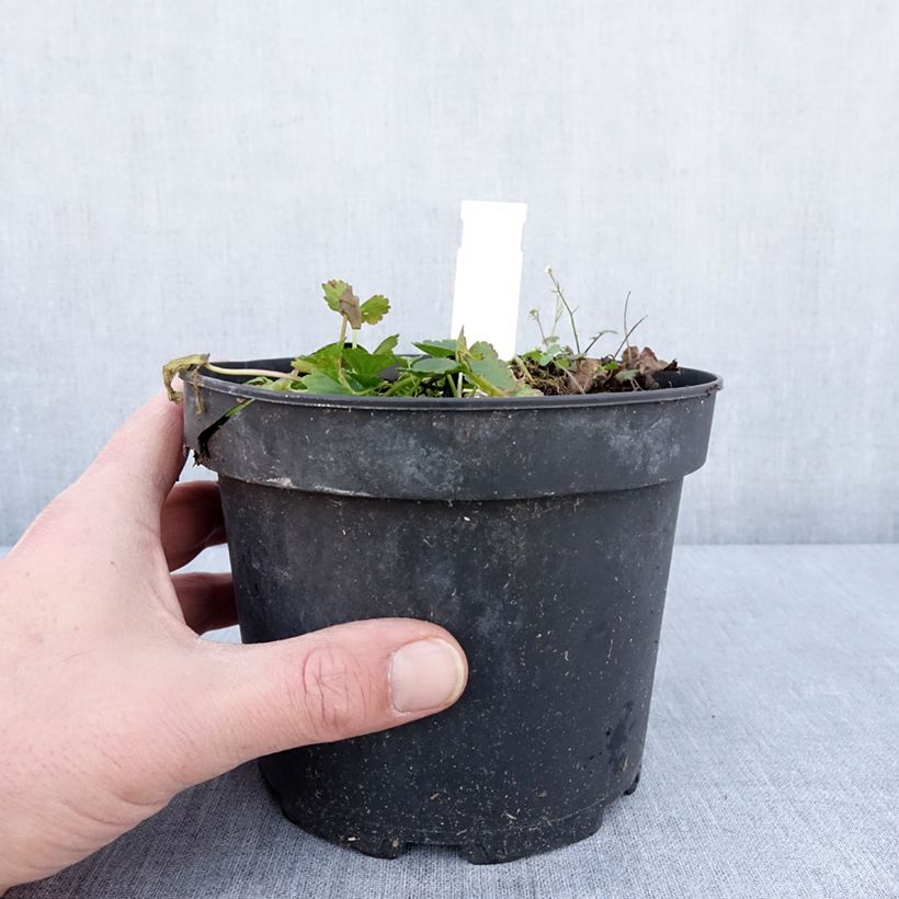 Sidalcea oregana Brilliant Maceta 2L/3L Ejemplar entregado en invierno