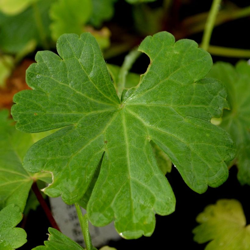 Sidalcea candida (Follaje)