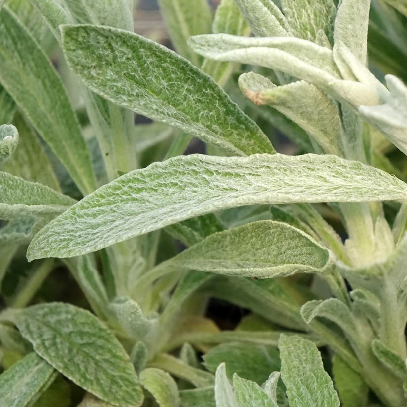 Sideritis scardica - Te de montaña (Follaje)