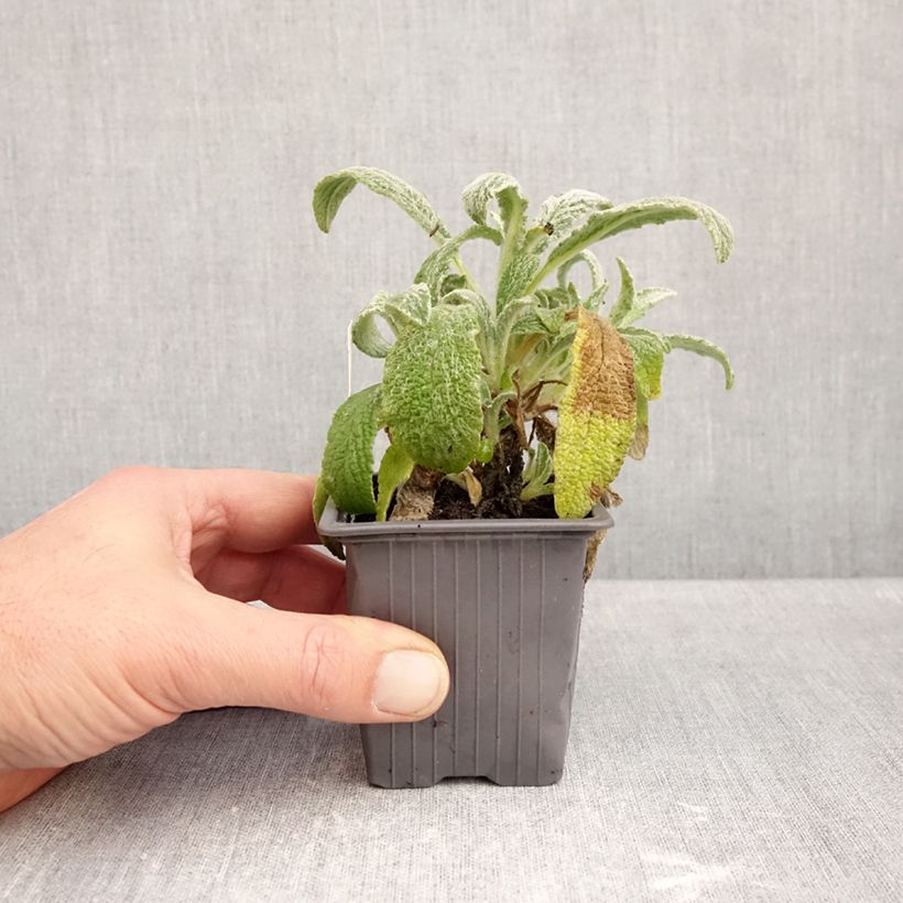 Ejemplar de Sideritis scardica - Te de montaña Maceta de 8/9 cm entregado en otoño