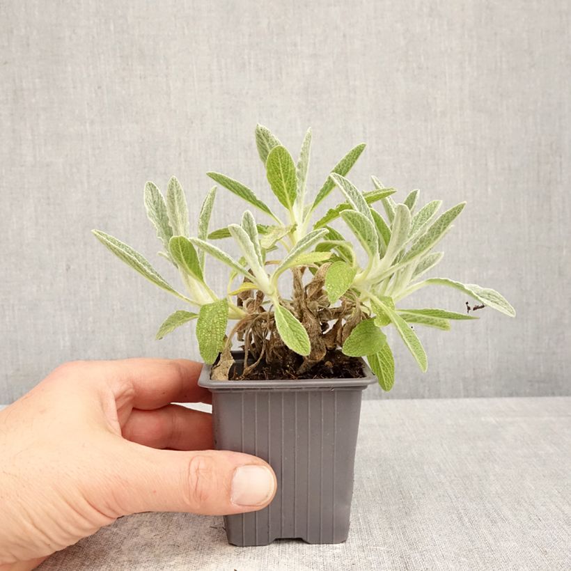 Sideritis scardica - Te de montaña Maceta de 8/9 cm Ejemplar entregado en la primavera