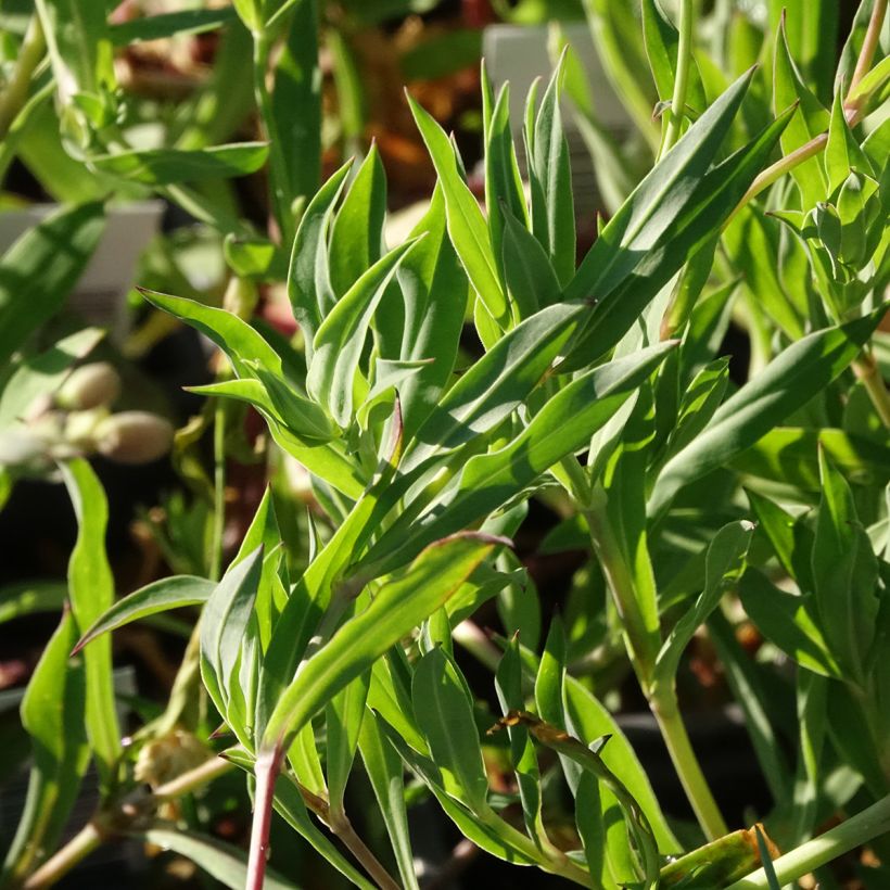 Silene vulgaris - Hierba del corazón (Follaje)