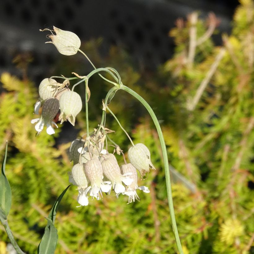 Silene vulgaris - Hierba del corazón (Floración)
