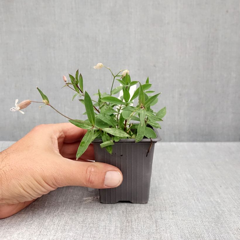 Ejemplar de Silene vulgaris - Hierba del corazón Maceta de 8/9 cm entregado en otoño