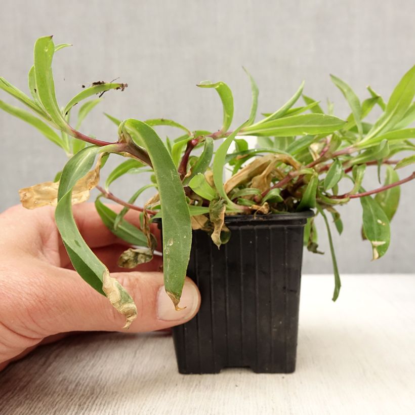 Silene vulgaris - Hierba del corazón Maceta de 8/9 cm Ejemplar entregado en la primavera