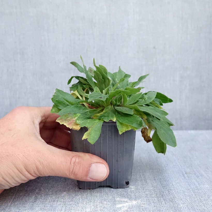 Ejemplar de Silene latifolia subsp. alba Maceta de 8/9 cm entregado en otoño