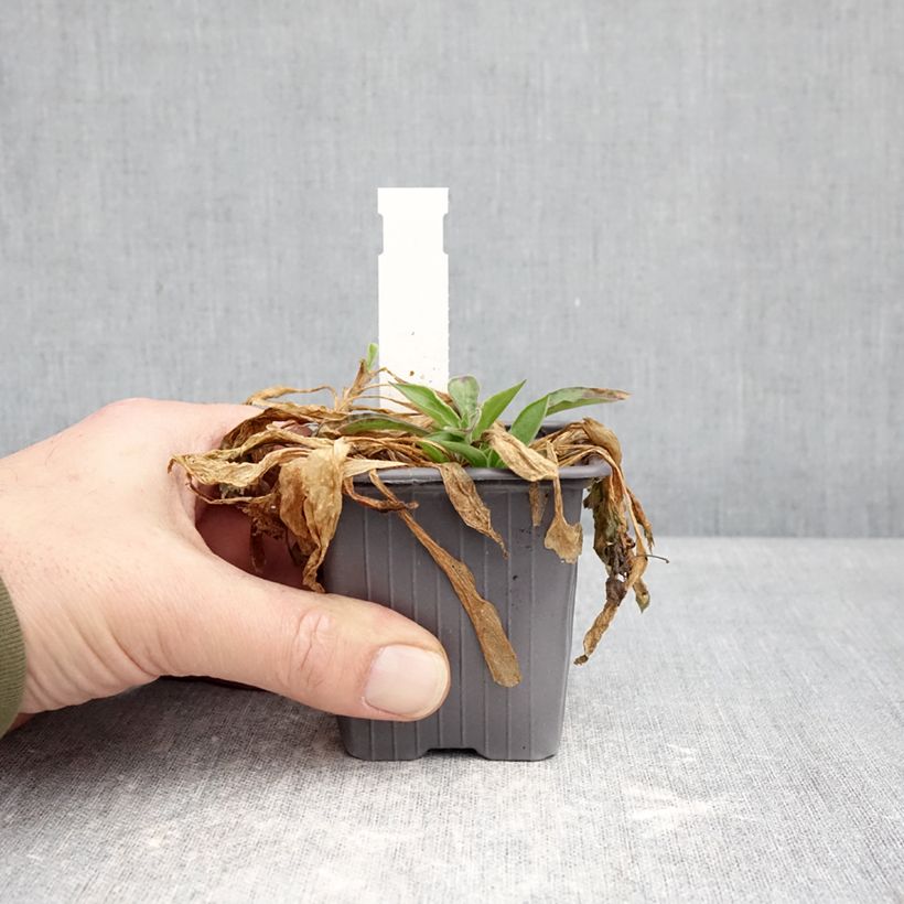 Silene latifolia subsp. alba Maceta de 8/9 cm Ejemplar entregado en invierno