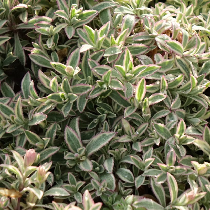 Silene uniflora Druett's Variegated (Follaje)