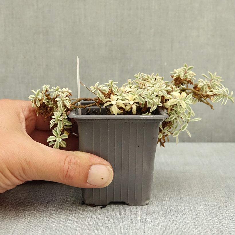 Ejemplar de Silene uniflora Druett's Variegated Maceta de 8/9 cm entregado en verano