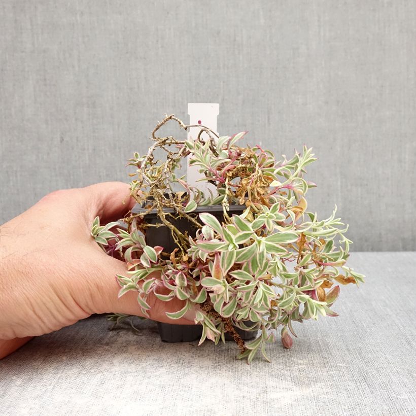 Silene uniflora Druett's Variegated Maceta de 8/9 cm Ejemplar entregado en la primavera