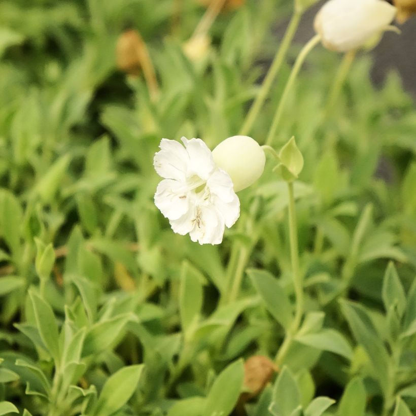 Silene uniflora Weisskehlchen (Floración)