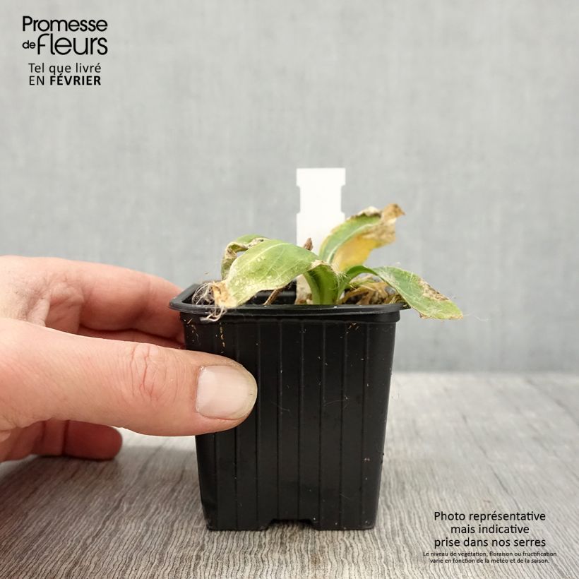 Silene regia Maceta de 8/9 cm Ejemplar entregado en invierno