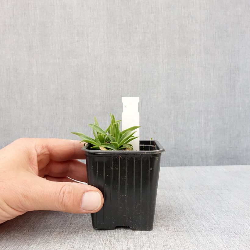 Silene regia Maceta de 8/9 cm Ejemplar entregado en la primavera