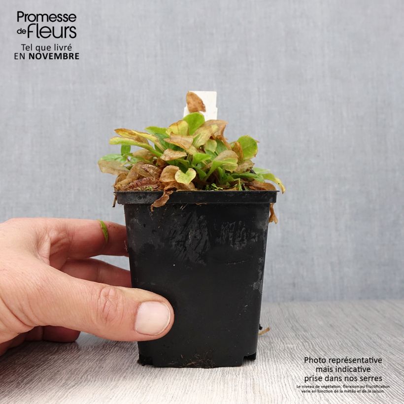 Ejemplar de Silene robotii Rollies Favorite Maceta de 7/8 cm entregado en otoño
