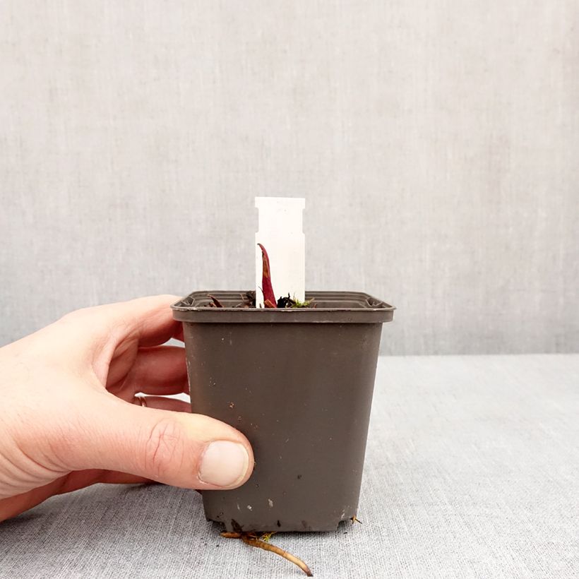 Silphium laciniatum Maceta de 8/9 cm Ejemplar entregado en invierno