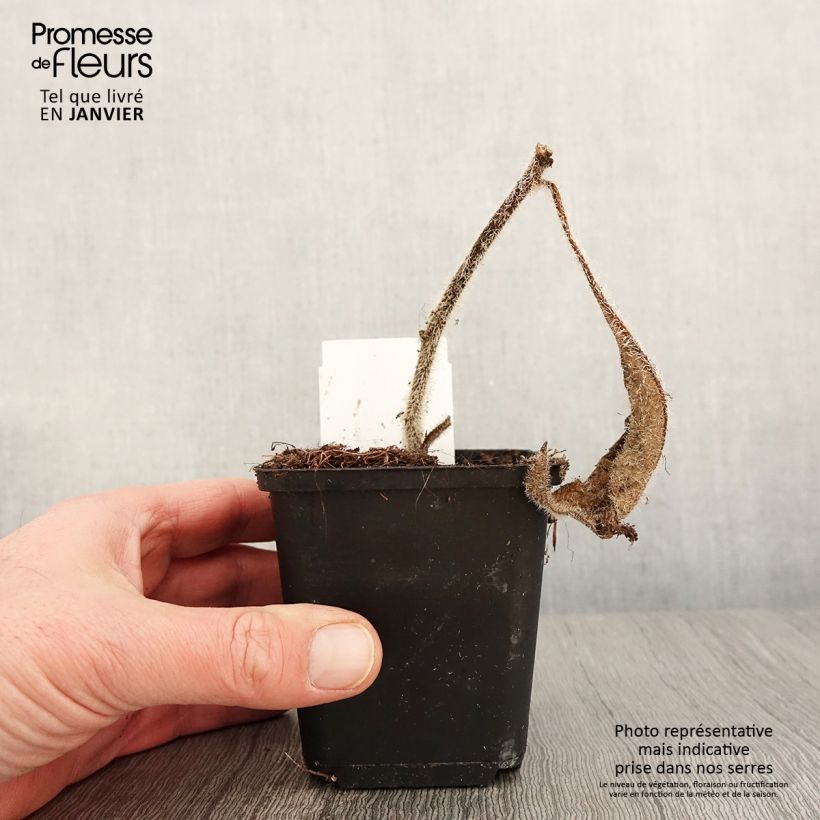 Silphium mohrii Maceta de 8/9 cm Ejemplar entregado en invierno