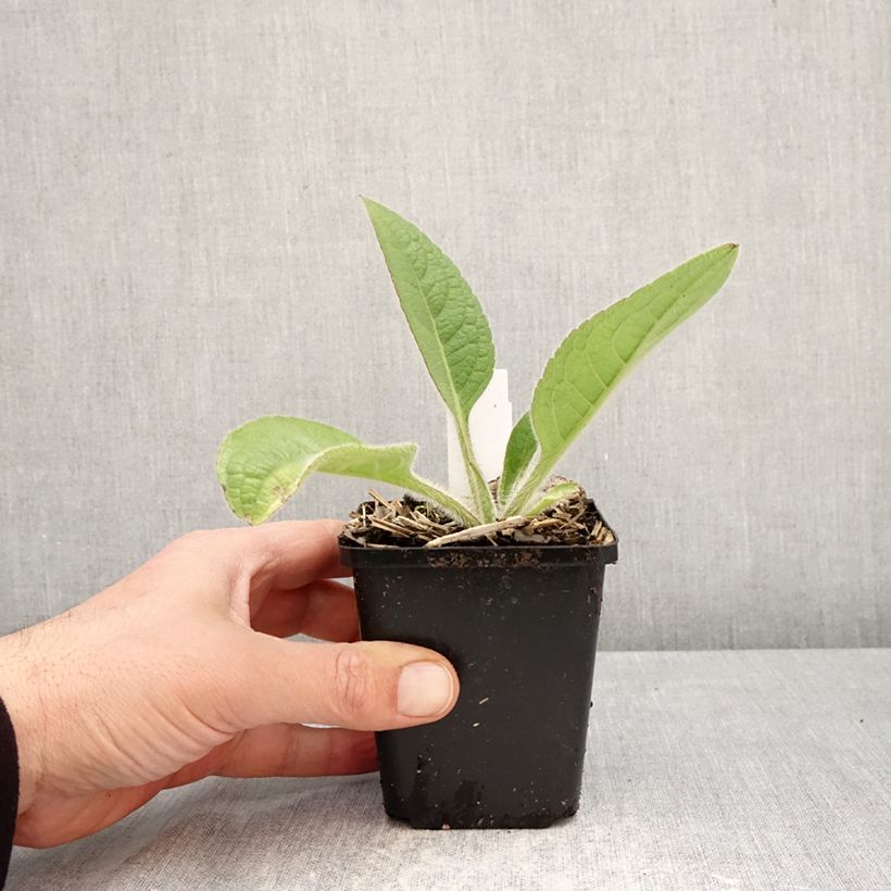 Silphium mohrii Maceta de 8/9 cm Ejemplar entregado en la primavera