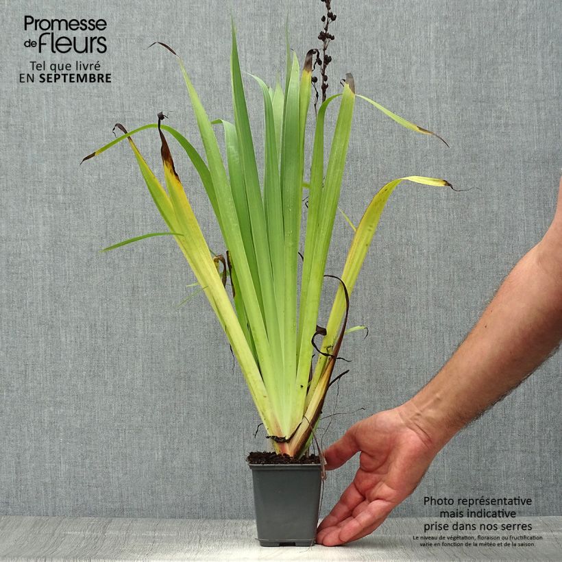 Ejemplar de Sisyrinchium striatum Aunt May - Lirio Chileno Huilmo Maceta de 8/9 cm entregado en otoño
