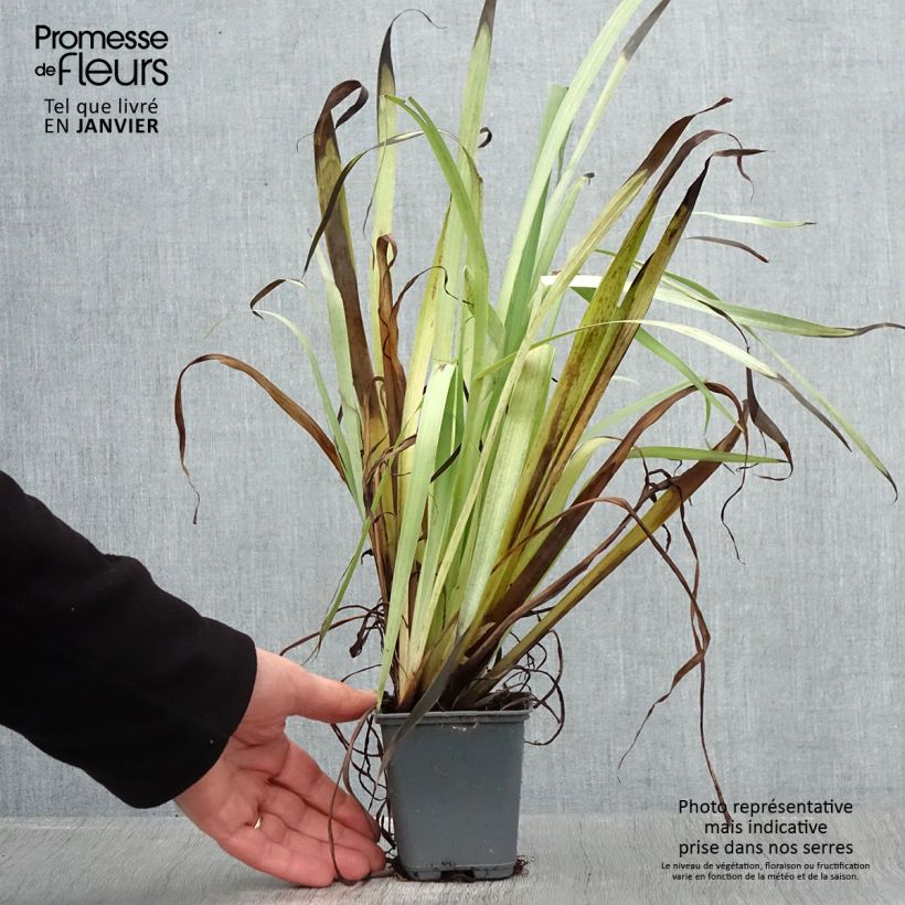 Sisyrinchium striatum Aunt May - Lirio Chileno Huilmo Maceta de 8/9 cm Ejemplar entregado en invierno