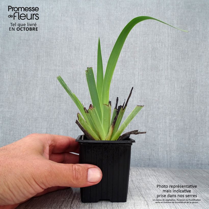 Ejemplar de Sisyrinchium striatum - Lirio Chileno Huilmo Maceta de 8/9 cm entregado en otoño