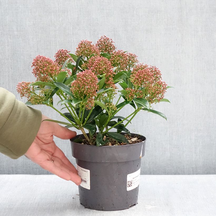 Skimmia japonica Marlot - Esquimia Maceta 2L/3L Ejemplar entregado en invierno