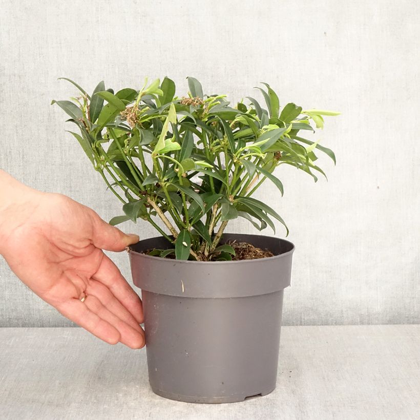 Skimmia japonica Marlot - Esquimia Maceta 2L/3L Ejemplar entregado en la primavera