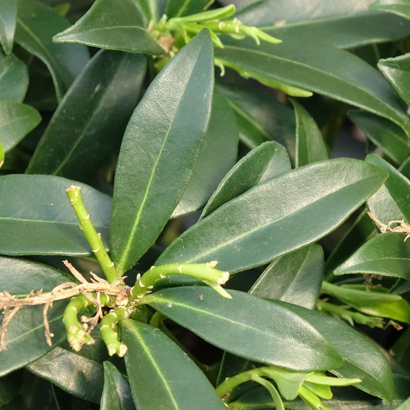 Skimmia japonica Marlot - Esquimia (Follaje)