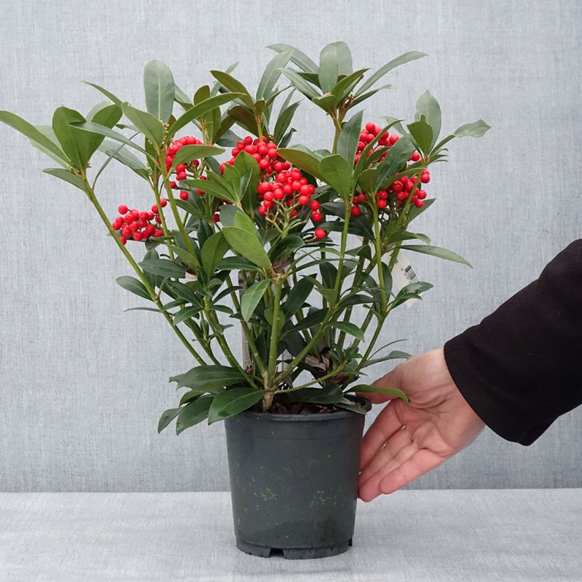 Skimmia japonica Pabella - Esquimia Maceta 2L/3L Ejemplar entregado en invierno