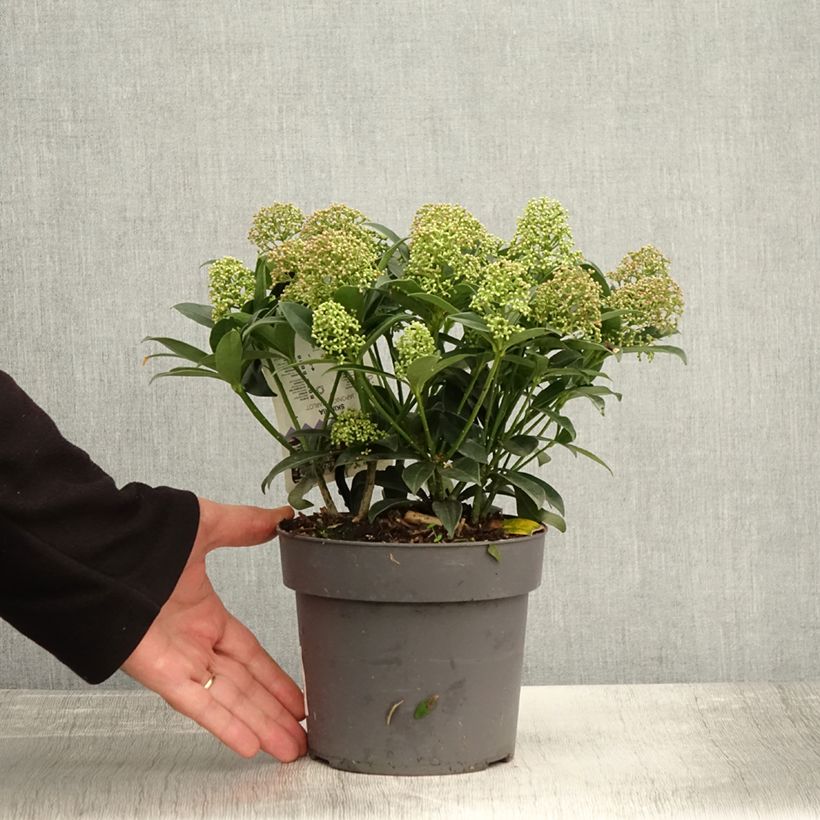 Ejemplar de Skimmia japonica Marlot - Esquimia Maceta 2L/3L entregado en otoño