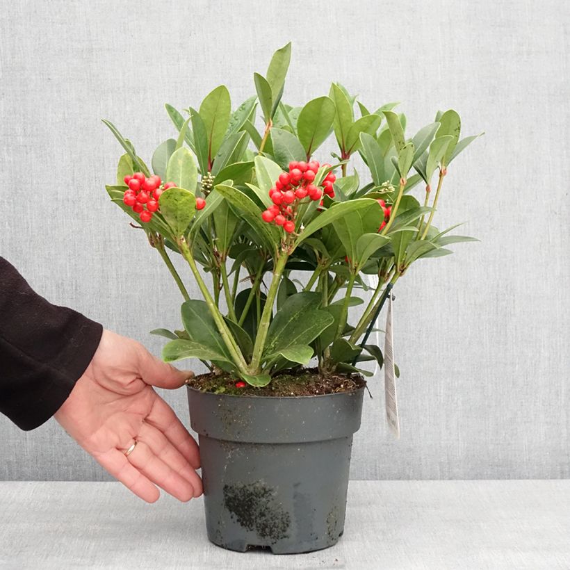 Skimmia japonica Temptation - Esquimia Maceta 2L/3L Ejemplar entregado en invierno