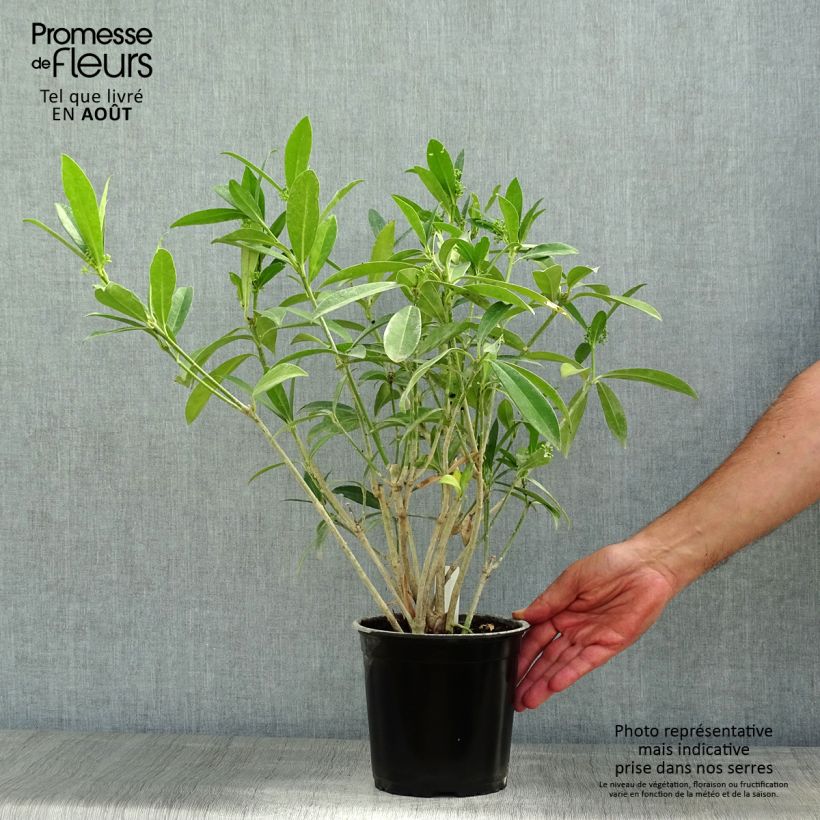 Ejemplar de Skimmia japonica Kew Green - Esquimia Maceta 2L/3L entregado en verano