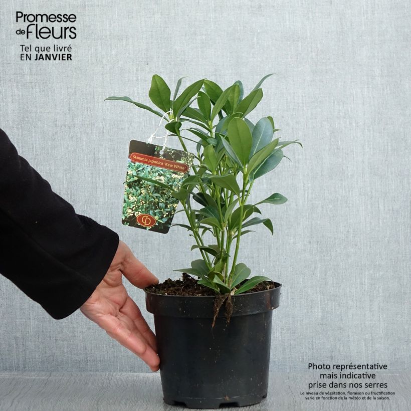Skimmia japonica Kew White - Esquimia Maceta 2L/3L Ejemplar entregado en invierno