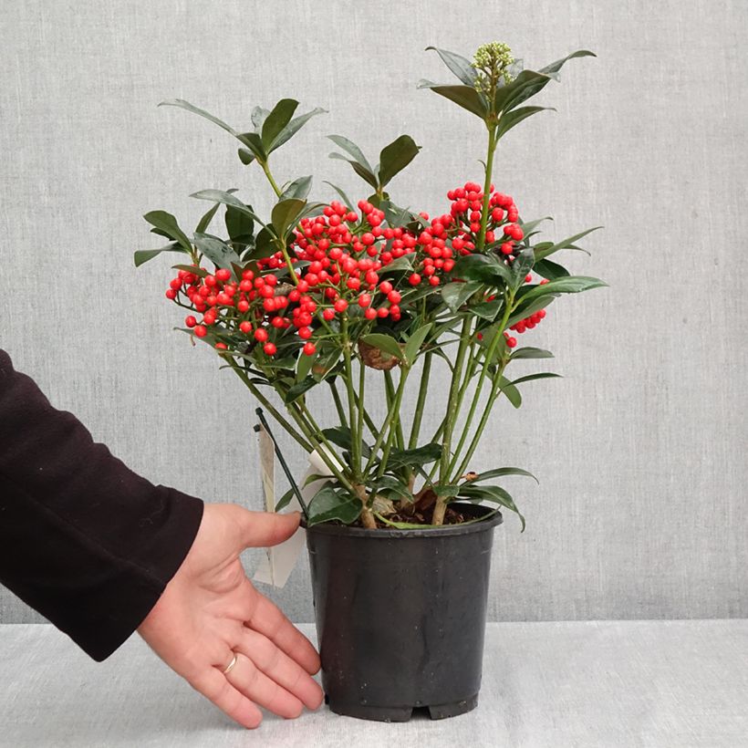 Ejemplar de Skimmia japonica Pabella - Esquimia Maceta 2L/3L entregado en otoño