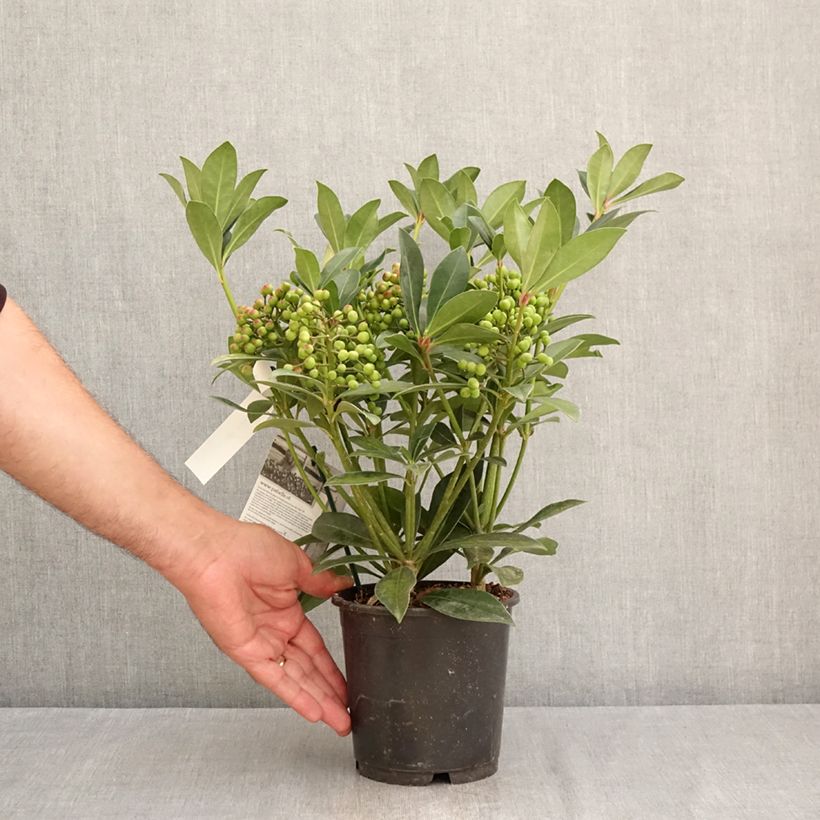 Ejemplar de Skimmia japonica Pabella - Esquimia Maceta 2L/3L entregado en verano