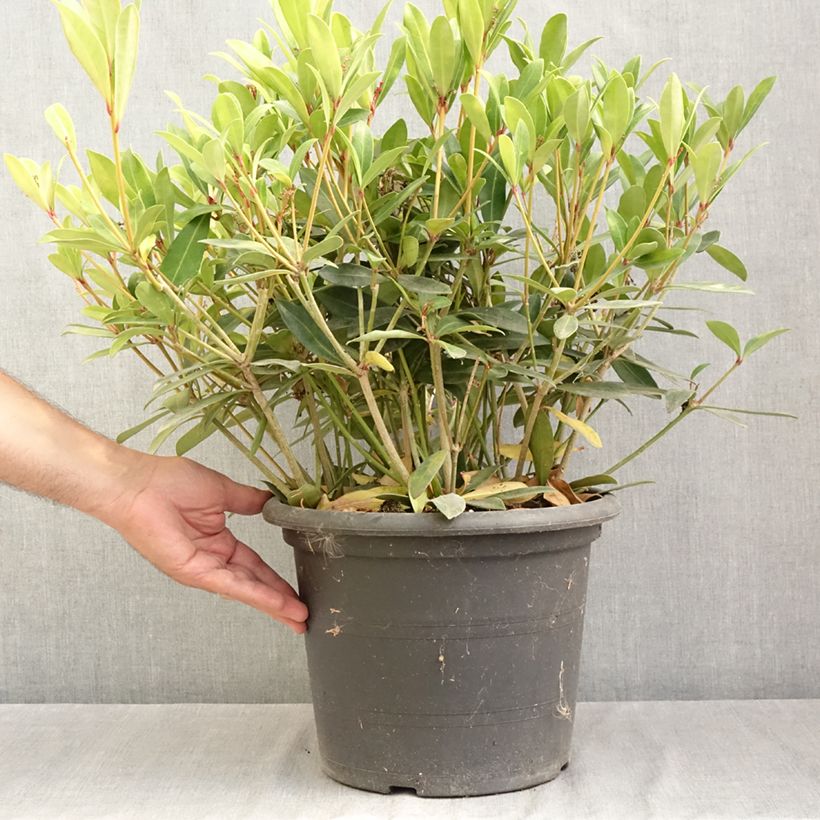 Ejemplar de Skimmia japonica Rubella - Esquimia Maceta 7,5L/10L entregado en verano