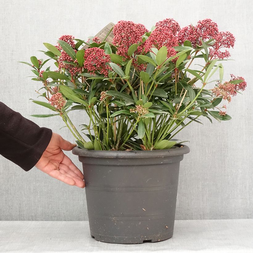 Skimmia japonica Rubella - Esquimia Maceta 7,5L/10L Ejemplar entregado en invierno